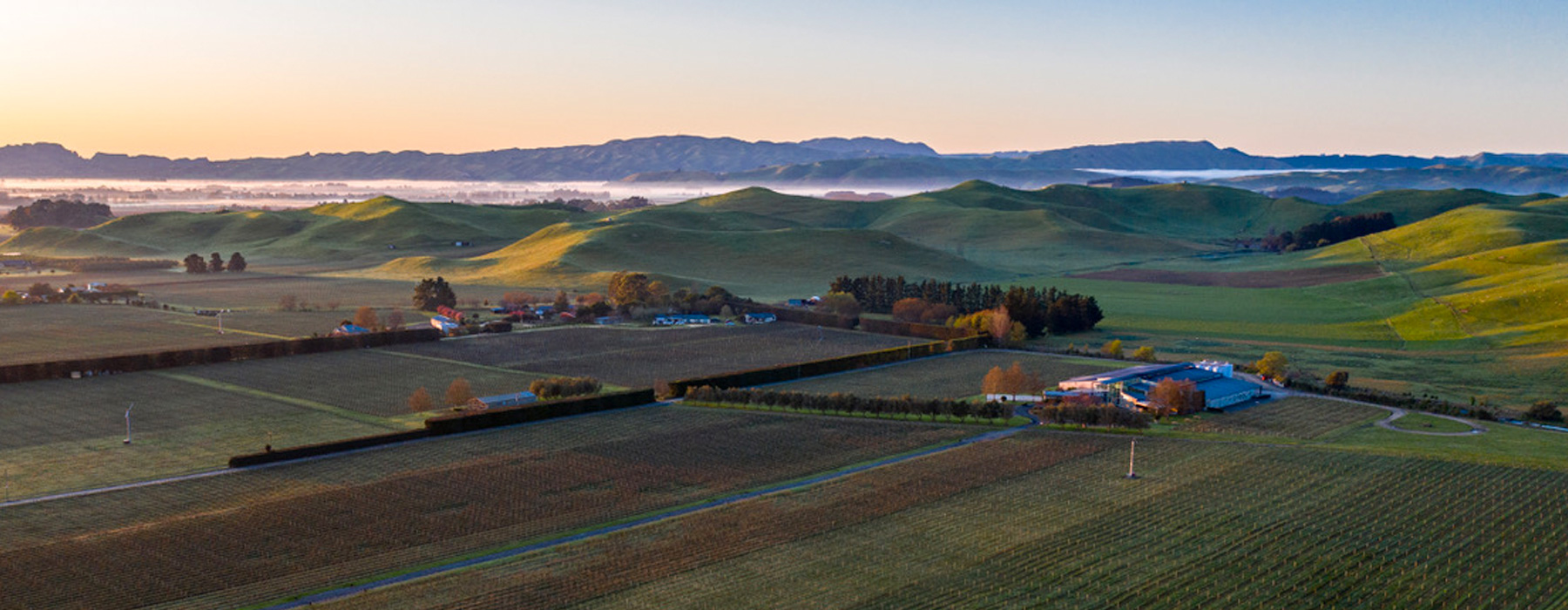 view of Sileni Estate Vineyard